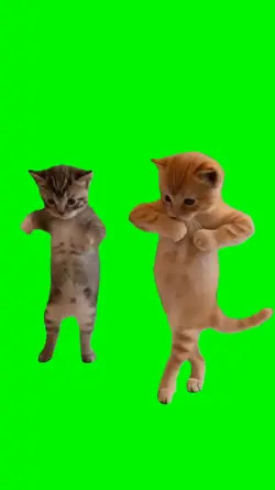cat dance