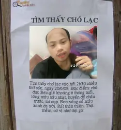 Tìm chó lạc