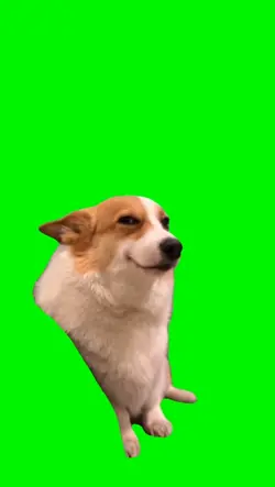 Smiling dog