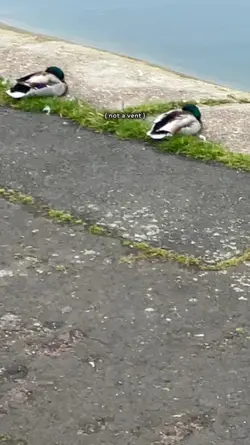 quackwayckquackqucka