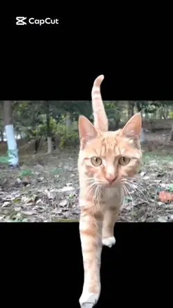 Kedi
