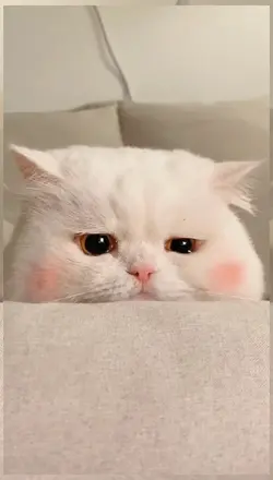 miaw miaw 1vidio