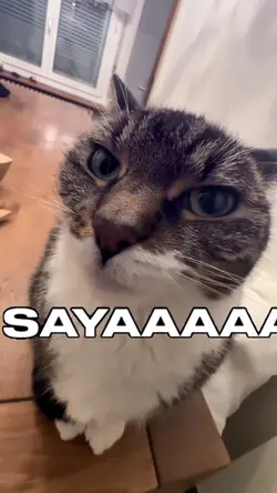 TREND KUCING SYNG