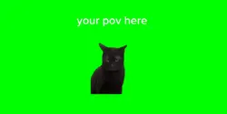 Angry cat 