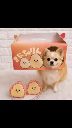 もっちゅりん