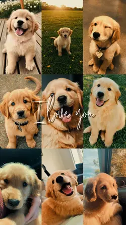 pet