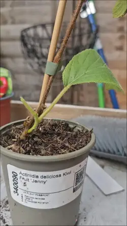 kiwi plant