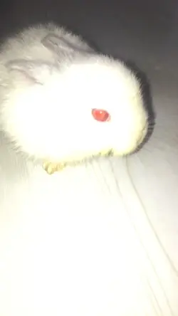 Tavşanımla video