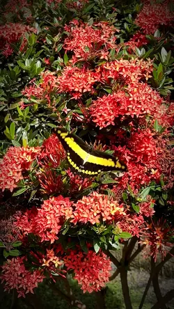 Borboleta