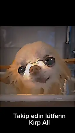 banyo yapan köpek