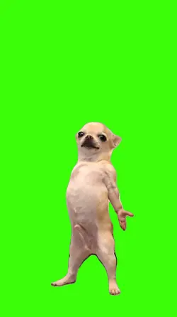 Dog/Cachorro