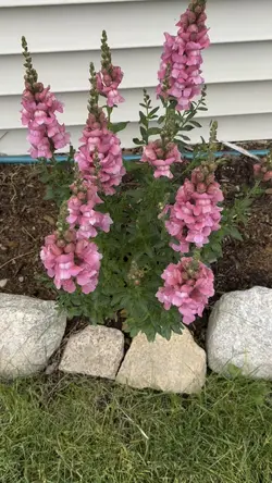 Snapdragons 