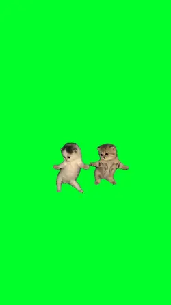 Cat got that feeling