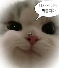 좌코미노델레갈라씨딜리쓰루브꽈씨오