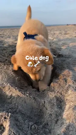 Cute Dog
