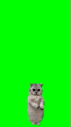 cute cat dancing 