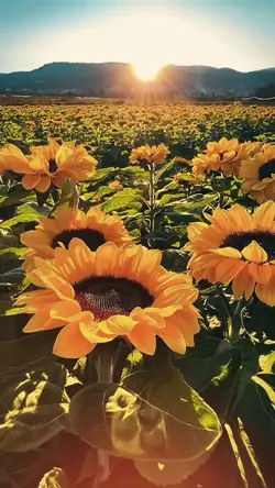 My flower