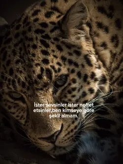 Yeni şablonn