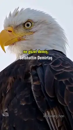 Kartal şablonu 