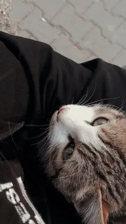 Nhạc cute 2 pic