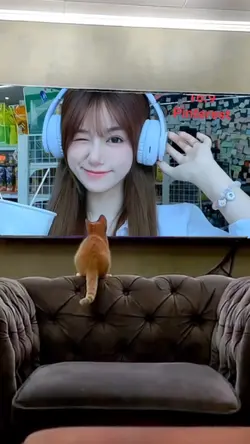 Kucing nonton tv