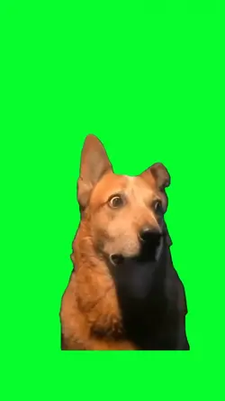 funny shocked dog