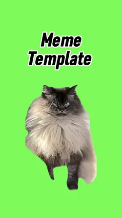 Angry cat 