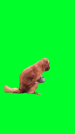 Funny dog hump