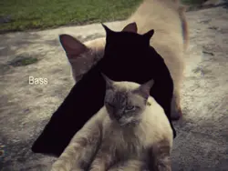 BASS DA DA DA