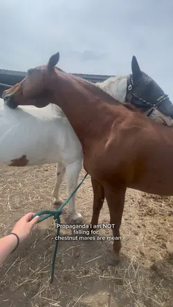 Chestnut mares>>>