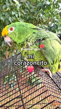 Esperare al indicado