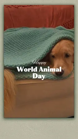 Animal Day