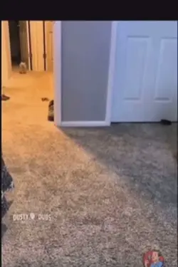 Cats/dogs talking