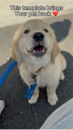 Cute dog video 