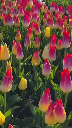 Hello May