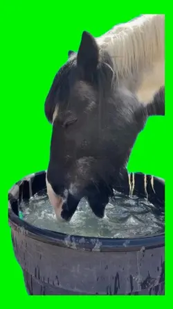 Horse drinking water