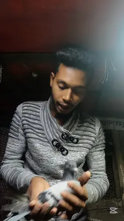 New pigeon 