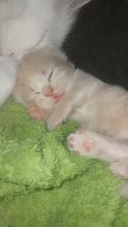 cute kitten 
