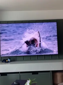 sharkweekkkk