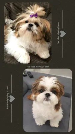 cuttie puppy