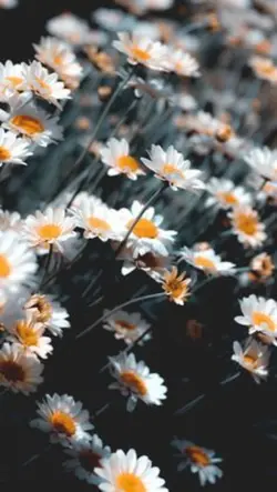Có tài có sắc nhưng