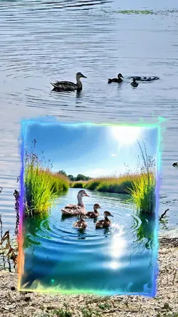 1 Video 4 Pic Nature