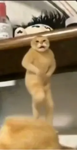 Ai disco