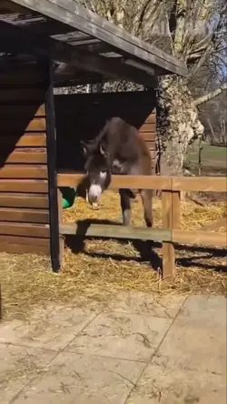 funny donkey hook
