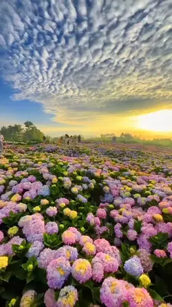 my favorite flower