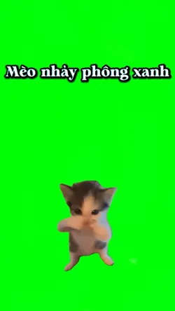 Mèo nhảy phông xanh