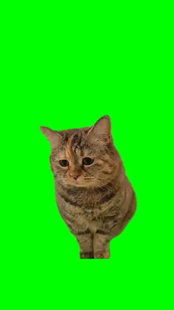 Sad Cat Meme