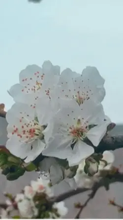 عید الفطر