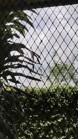 Bird Singing 