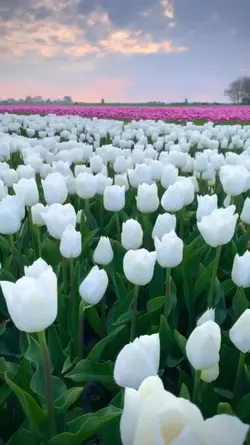 Flowers lovers 